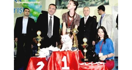Ankara Kedisi Güzellik Yarışması Yapılacak