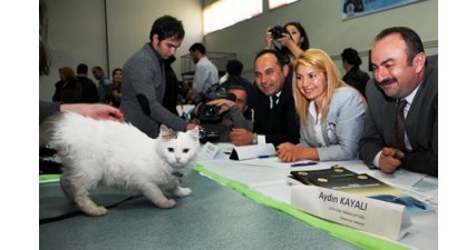 Ankara Kedisi Birincisi Misket